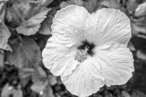 BW Yellow Hibiscus Tropical Flowers Hawaii