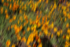 Ephemeral - New Release Rare Original Contemporary Abstract   Photographic Art with Signature