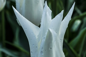 Extreme Closeup Tulips of the Netherlands 118 in the Art in Flowers Special Collection of William Robert Stanek for the Dutch Tulip Mania Series