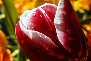 Extreme Closeup Tulips of the Netherlands 129 in the Art in Flowers Special Collection of William Robert Stanek for the Dutch Tulip Mania Series