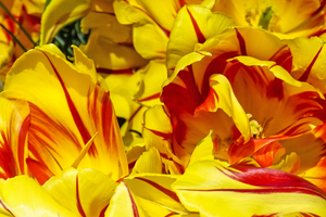 Extreme Closeup Tulips of the Netherlands 135 in the Art in Flowers Special Collection of William Robert Stanek for the Dutch Tulip Mania Series