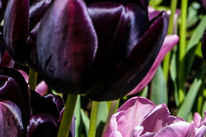 Extreme Closeup Tulips of the Netherlands 156 in the Art in Flowers Special Collection of William Robert Stanek for the Dutch Tulip Mania Series