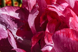 Extreme Closeup Tulips of the Netherlands 157 in the Art in Flowers Special Collection of William Robert Stanek for the Dutch Tulip Mania Series