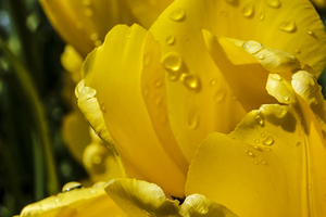 Extreme Closeup Tulips of the Netherlands 164 in the Art in Flowers Special Collection of William Robert Stanek for the Dutch Tulip Mania Series