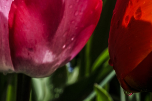 Extreme Closeup Tulips of the Netherlands 167 in the Art in Flowers Special Collection of William Robert Stanek for the Dutch Tulip Mania Series