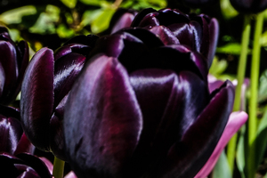 Extreme Closeup Tulips of the Netherlands 174 in the Art in Flowers Special Collection of William Robert Stanek for the Dutch Tulip Mania Series
