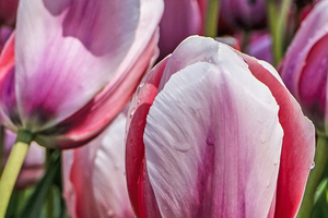 Extreme Closeup Tulips of the Netherlands 24 in the Art in Flowers Special Collection of William Robert Stanek for the Dutch Tulip Mania Series