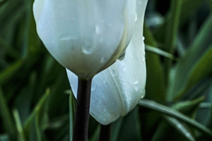 Extreme Closeup Tulips of the Netherlands 42 in the Art in Flowers Special Collection of William Robert Stanek for the Dutch Tulip Mania Series