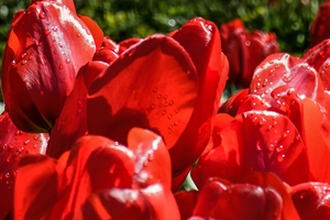 Extreme Closeup Tulips of the Netherlands 45 in the Art in Flowers Special Collection of William Robert Stanek for the Dutch Tulip Mania Series