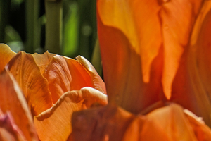 Extreme Closeup Tulips of the Netherlands 49 in the Art in Flowers Special Collection of William Robert Stanek for the Dutch Tulip Mania Series