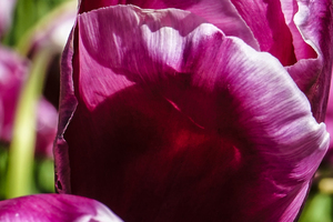 Extreme Closeup Tulips of the Netherlands 51 in the Art in Flowers Special Collection of William Robert Stanek for the Dutch Tulip Mania Series