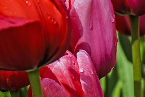 Extreme Closeup Tulips of the Netherlands 68 in the Art in Flowers Special Collection of William Robert Stanek for the Dutch Tulip Mania Series