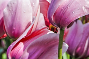 Extreme Closeup Tulips of the Netherlands 79 in the Art in Flowers Special Collection of William Robert Stanek for the Dutch Tulip Mania Series