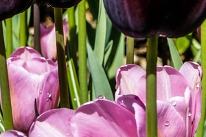 Extreme Closeup Tulips of the Netherlands 86 in the Art in Flowers Special Collection of William Robert Stanek for the Dutch Tulip Mania Series