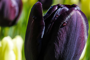 Extreme Closeup Tulips of the Netherlands  14 in the Art in Flowers Special Collection of William Robert Stanek for the Dutch Tulip Mania Series