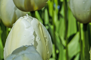 Extreme Closeup Tulips of the Netherlands  19 in the Art in Flowers Special Collection of William Robert Stanek for the Dutch Tulip Mania Series