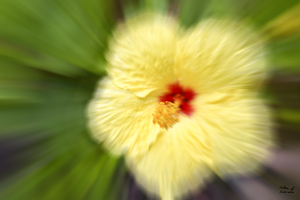 Life Fulfilled - Rare Original Contemporary Abstract Photographic Art with Signature - 108 remaining of 250