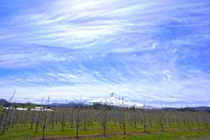 Mount Hood Under a Painted Sky