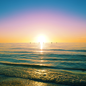 Pelicans at Sunset - SQUARE - Gulf of Mexico Florida USA