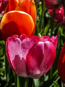 Super Closeup Spring Tulip Flowers from Keukenhof in the Netherlands 15 of 36