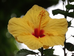 Radiant - Flowers 