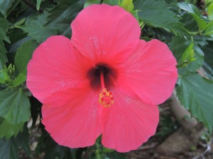 Pure - Flowers 