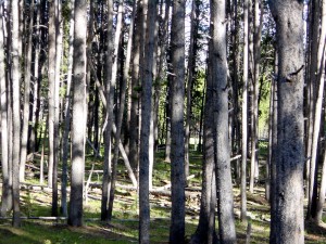 Trees at Sunset