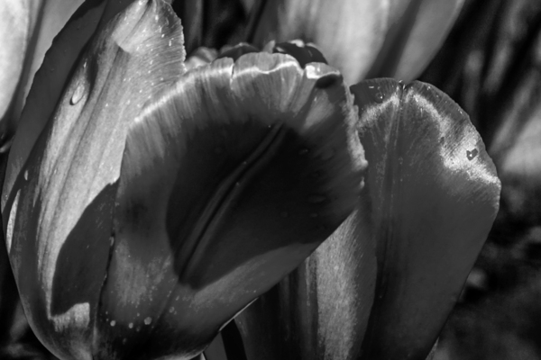 BW Extreme Closeup Tulips of the Netherlands 150 in the Art in Flowers Special Collection of William Robert Stanek for the Dutch Tulip Mania Series