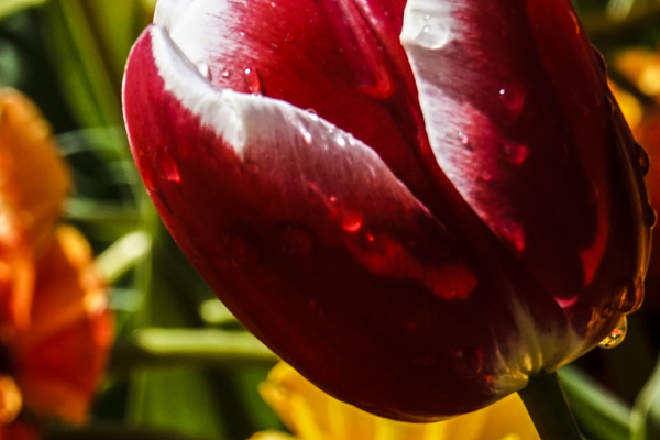 Extreme Closeup Tulips of the Netherlands 158 in the Art in Flowers Special Collection of William Robert Stanek for the Dutch Tulip Mania Series
