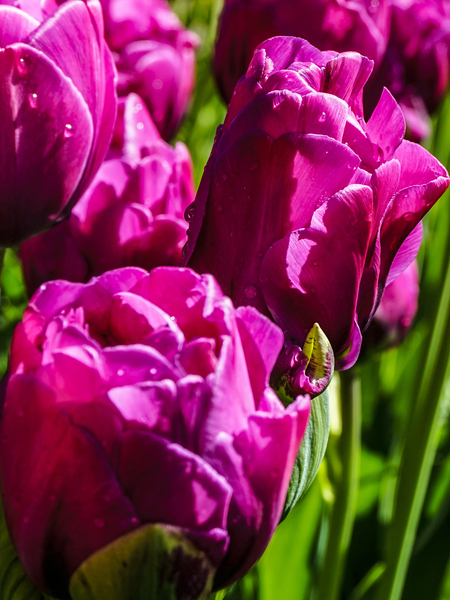 Super Closeup Spring Tulip Flowers from Keukenhof in the Netherlands 21 of 36 Print