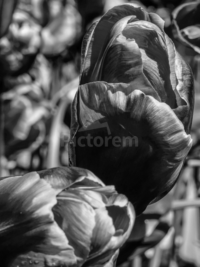 Photos to Canvas