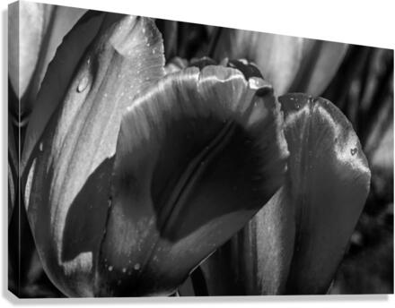 BW Extreme Closeup Tulips of the Netherlands 150 in the Art in Flowers Special Collection of William Robert Stanek for the Dutch Tulip Mania Series  Canvas Print
