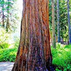The Tree