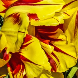 Extreme Closeup Encore Edition Tulips of the Netherlands 5 in the Art in Flowers Special Collection of William Robert Stanek for the Rare Masters Series