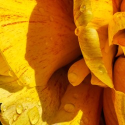 Extreme Closeup Tulips of the Netherlands 170 in the Art in Flowers Special Collection of William Robert Stanek for the Dutch Tulip Mania Series