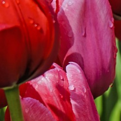 Extreme Closeup Tulips of the Netherlands 68 in the Art in Flowers Special Collection of William Robert Stanek for the Dutch Tulip Mania Series