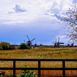 Windmills in Spring Limited Rare Print - Kinderdijk Windmills - Netherlands