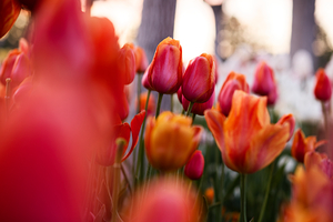 Kissing Tulips