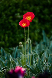 2023 tulip festival 2A2B8981