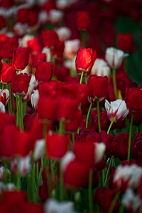 2023 tulip festival 2A2B9112