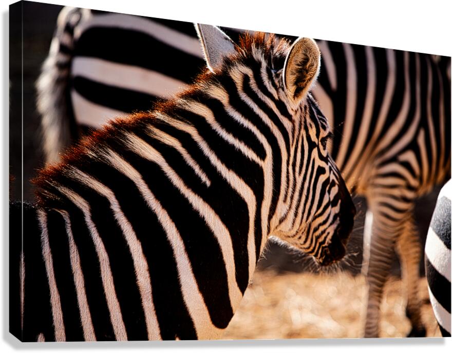 Zebra Close-up Canvas Print