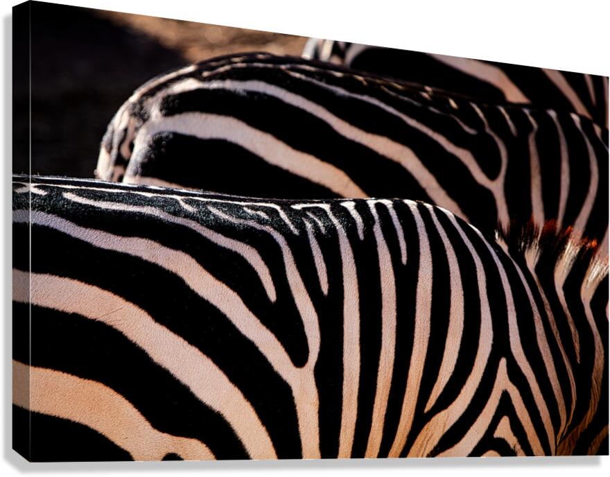 Zebra Stripes Canvas Print
