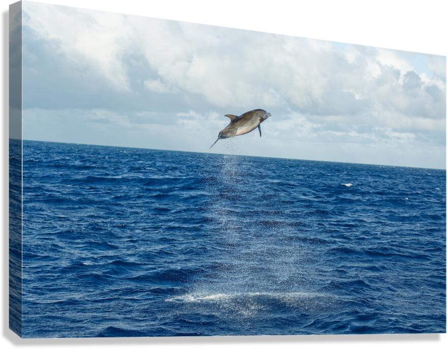 Flying Dolphin Canvas Print