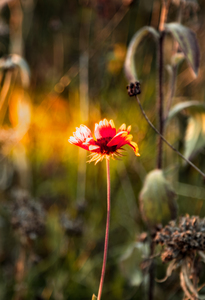 jludwigButterflyjpeg 16