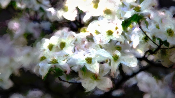 Monet Dogwood 2 studio Print