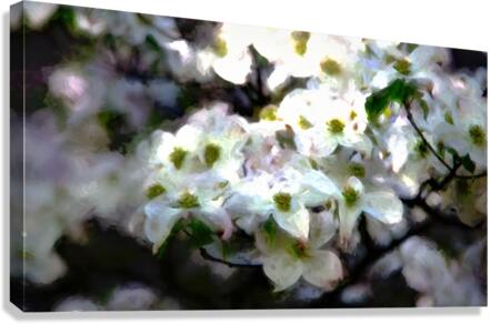 Monet Dogwood 2 studio Canvas Print
