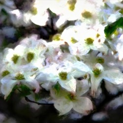 Monet Dogwood 2 studio