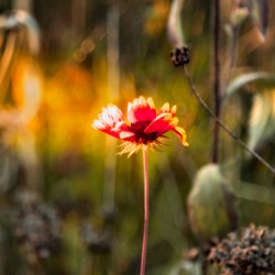 jludwigButterflyjpeg 16