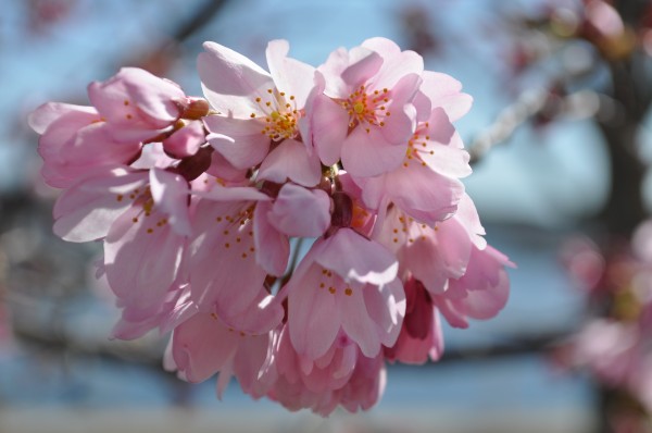 Cherry Flowers in Newport by Magic Forest