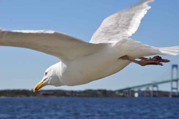 Seagull over Newport by Magic Forest